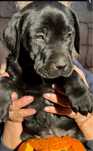 Pui labrador negri