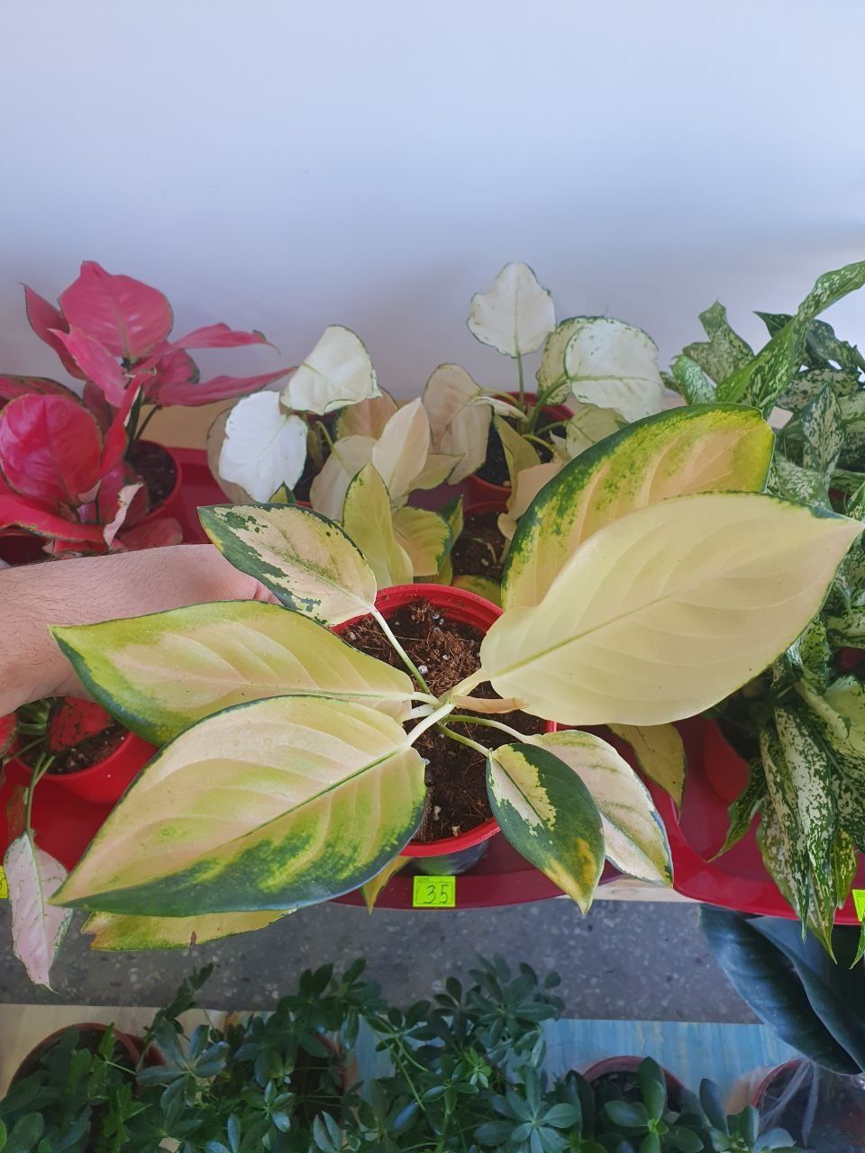 Aglaonema аглаонема