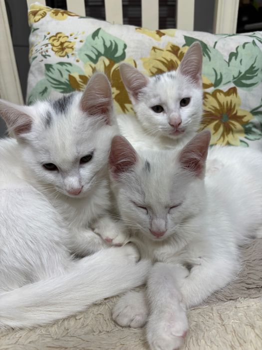 Прежде чем звонить, читайте!!!