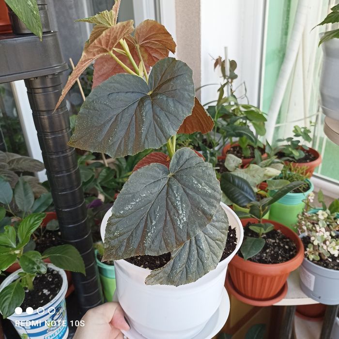 Продам комнатные растения