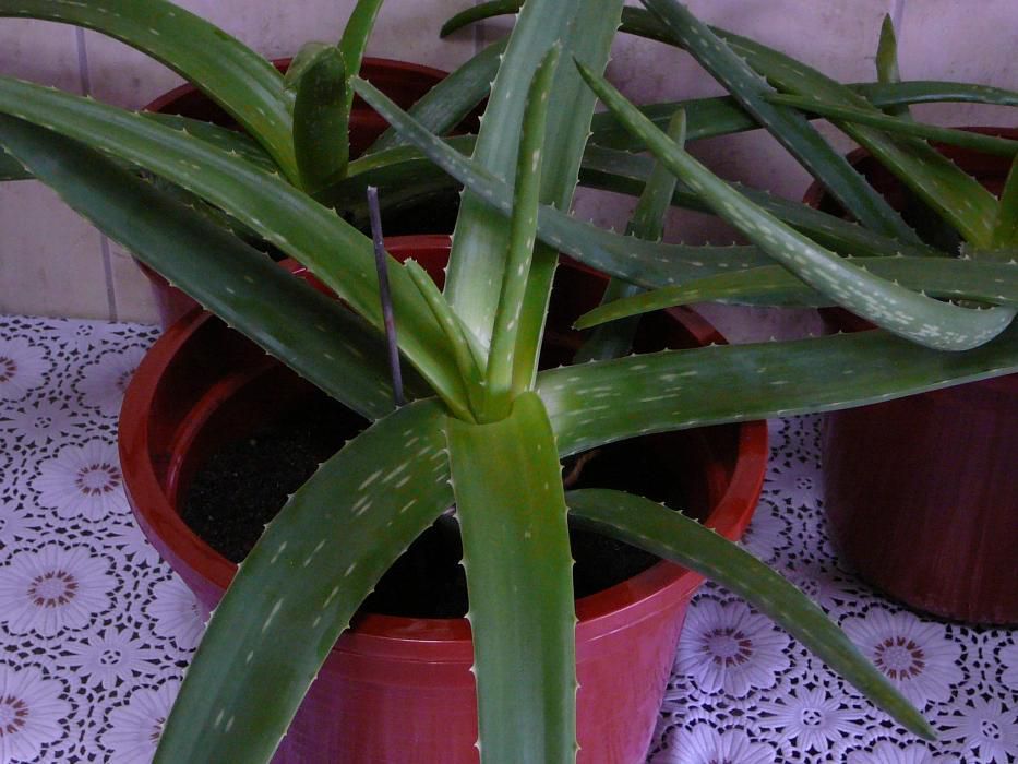 Aloe vera