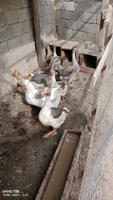 Продам Гуси Гуси продам Гуси