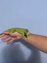 Iguana verde pui