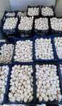 Ciuperci Champignon Albe Producator