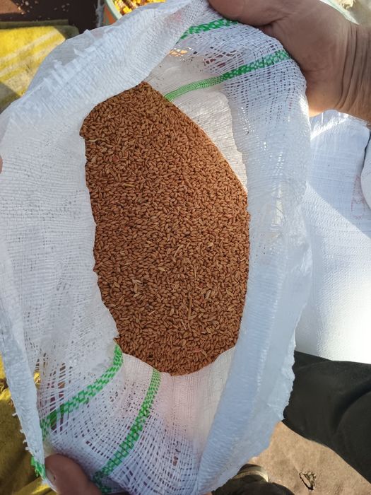 Samanta  grau exotic