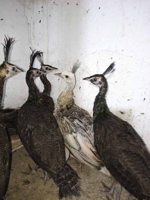 Vând pui păuni spaldig cu muticus imperator