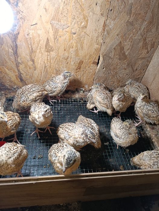 Prepelițe Jumbo gold