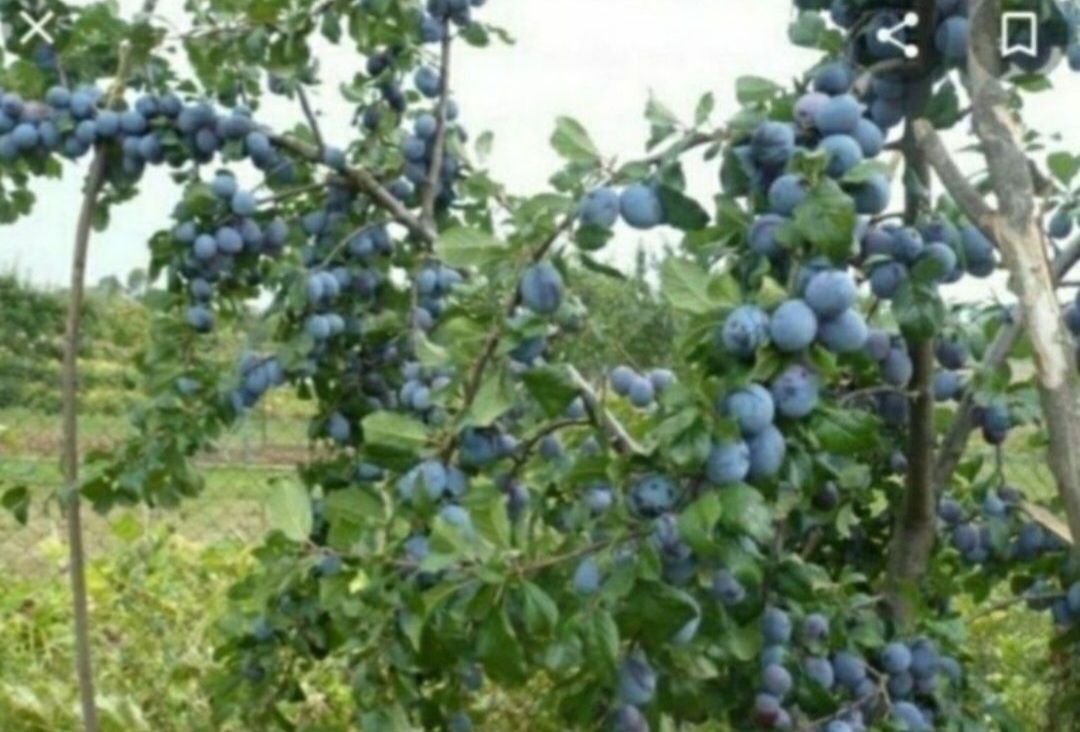 Домашние растения, персики, вишня,