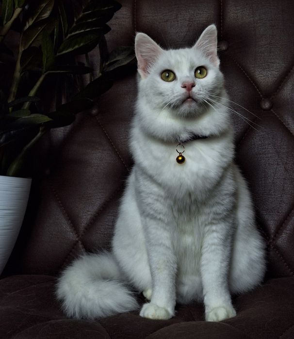 Подари Бэль семью