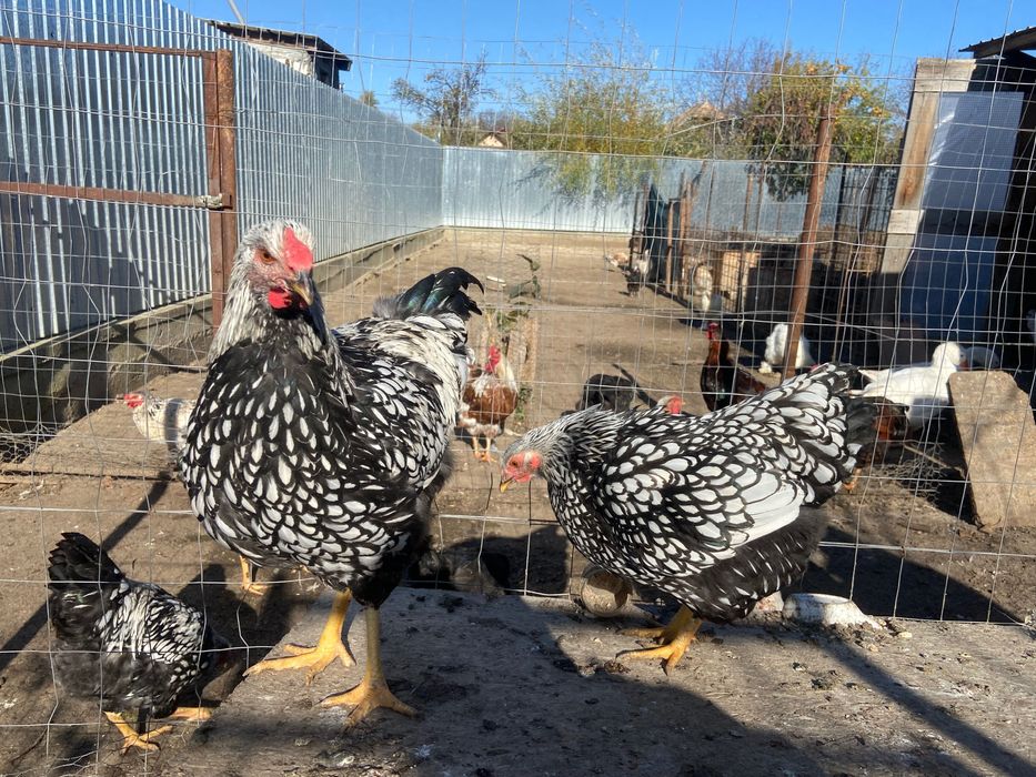 Pereche Wyandotte argintiu