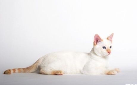 Голубоглазый котёнок. 3 мес Редкий окрас ред-поинт