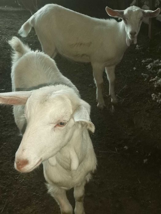 Vând ieduțe albe de Banat