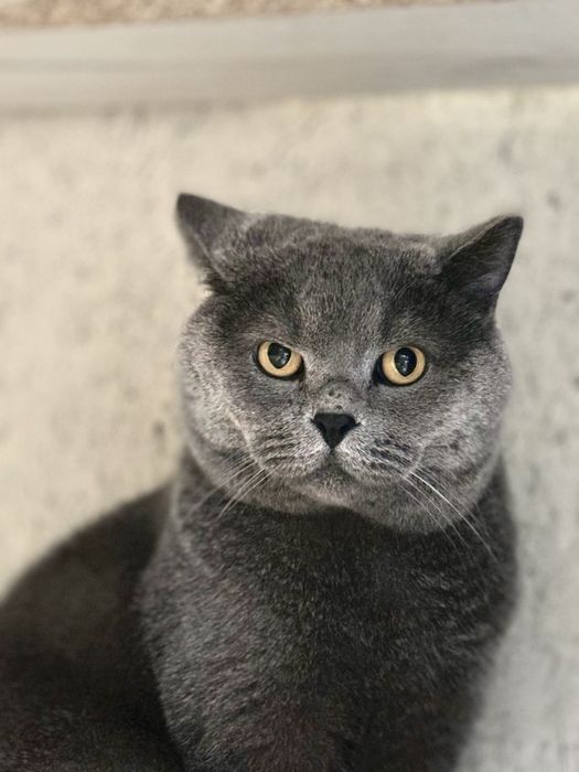 Британский кот, отдам в хорошие руки