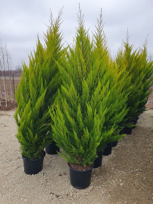 Cupressus leylandii 2.3m - 2.5m, asiguram transport și plantat!