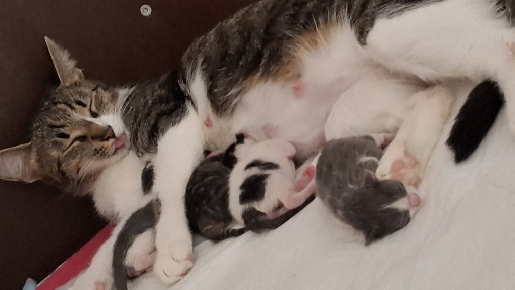Adoptie Pisicute