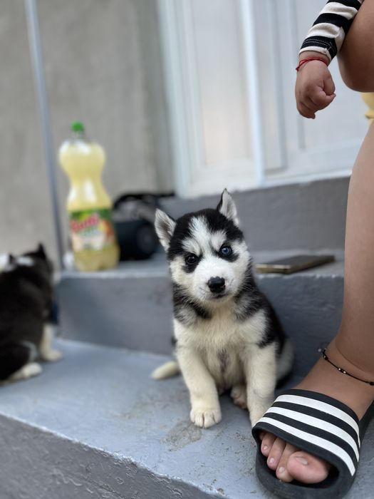 Pui Husky Siberian cu ochii superbi