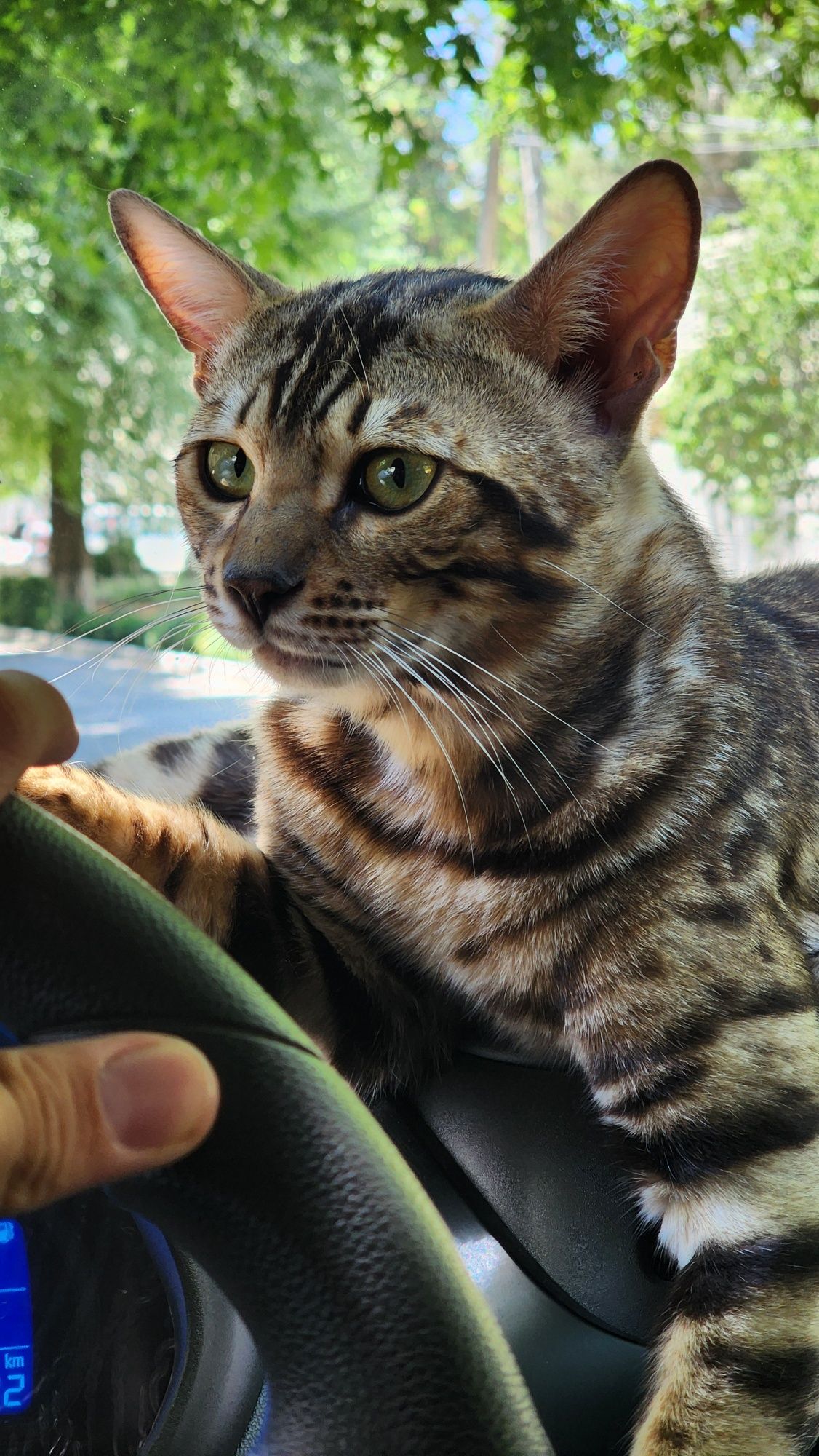 Бенгальский кот 3 года