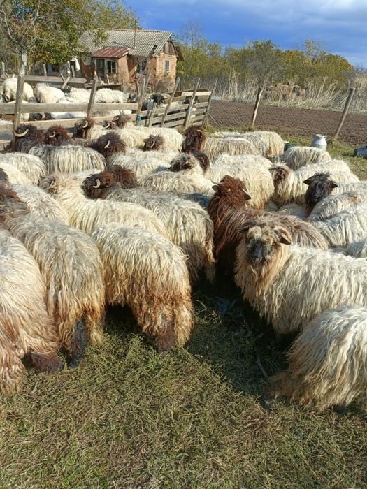 Vand miele 60 bucati 550 lei