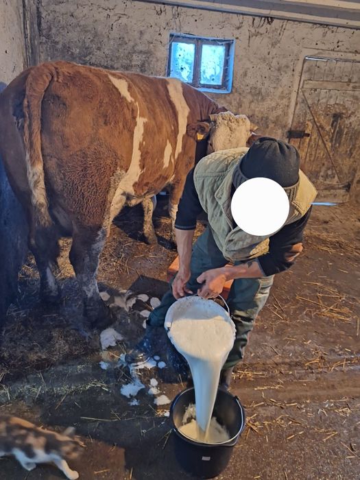 Vand doua vaci fatate recent