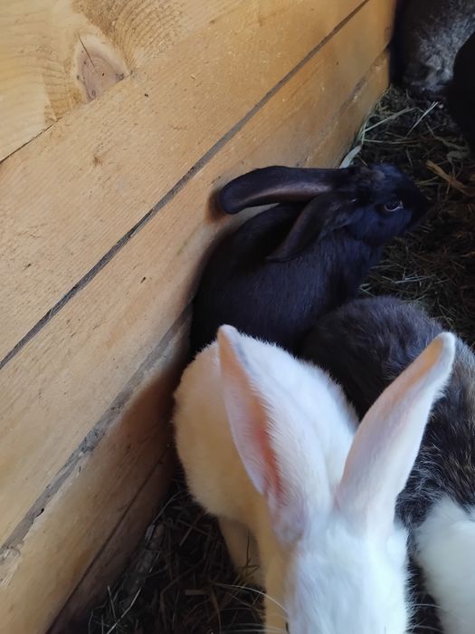 Iepuri uriaș belgian metiși cu ug