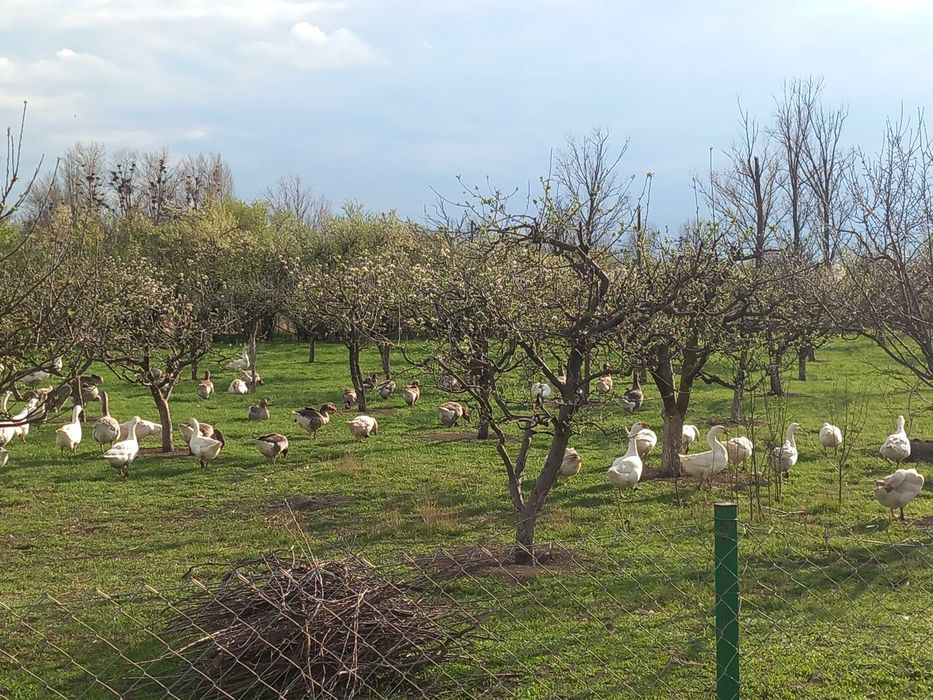 Gaste de vanzare vi sau tiate