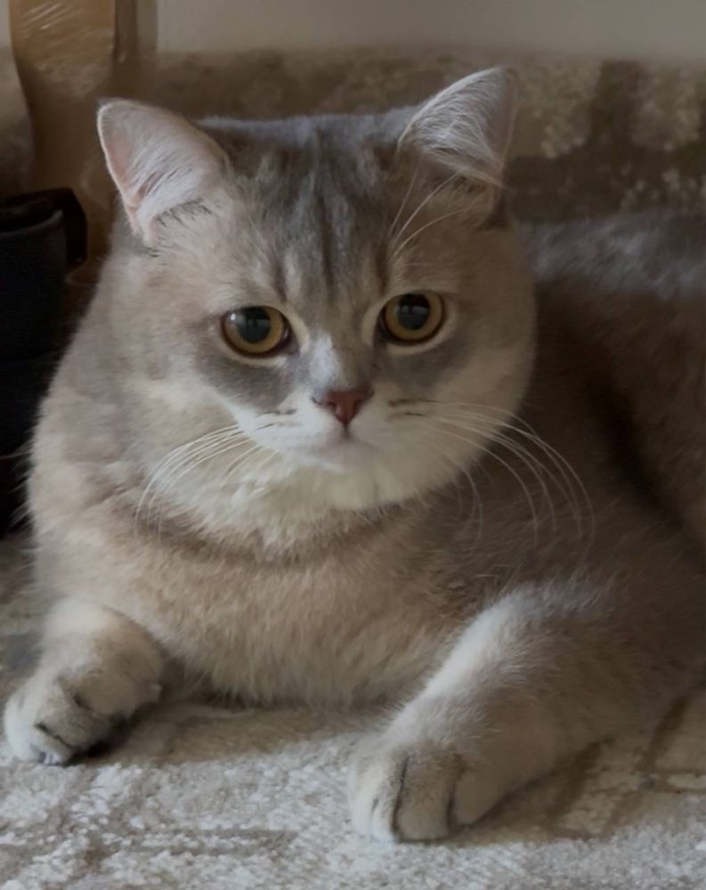 Кот на вязку чистокровный британец