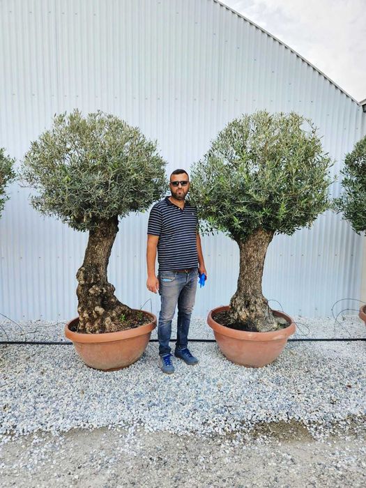 Plante ornamentale disponibile în toate dimensiunile