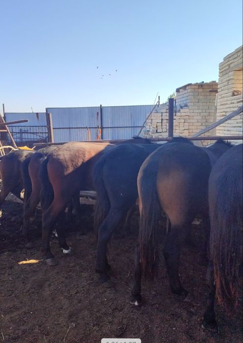 Продам лошадей , жылкы тай