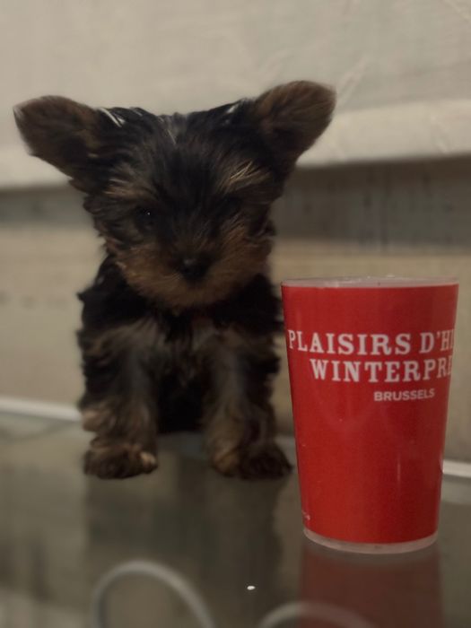 Yorkshire Terrier mini Toy