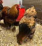 Pui si Oua de incubat Brahma HD Gold Albastru Cochinchina Urias Bobat