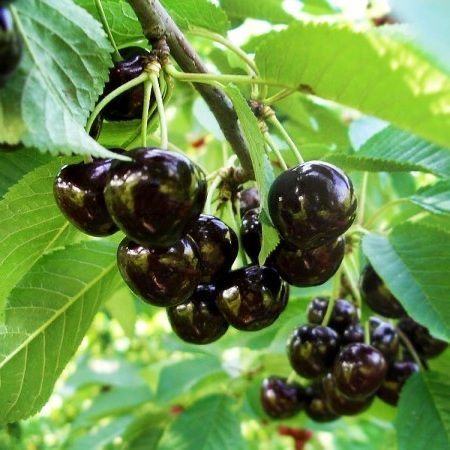 Cireş negru amar soiul Regele Negru