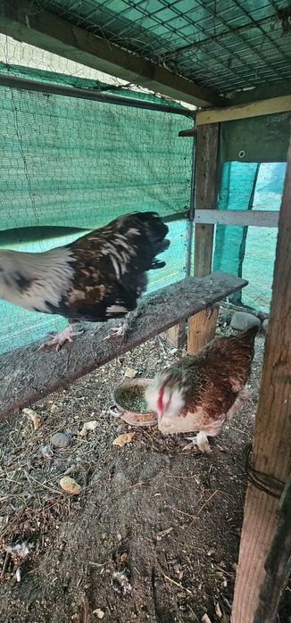 Vând o pereche de Faverolles somon