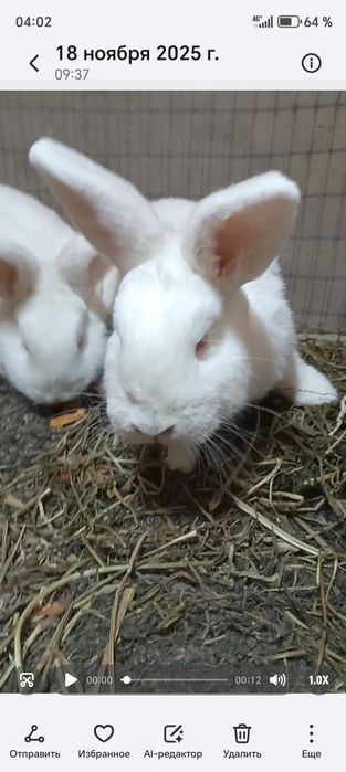 NZB Quyonlar sotiladi