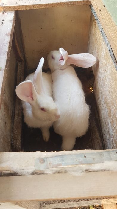 Продаю Великан кролик