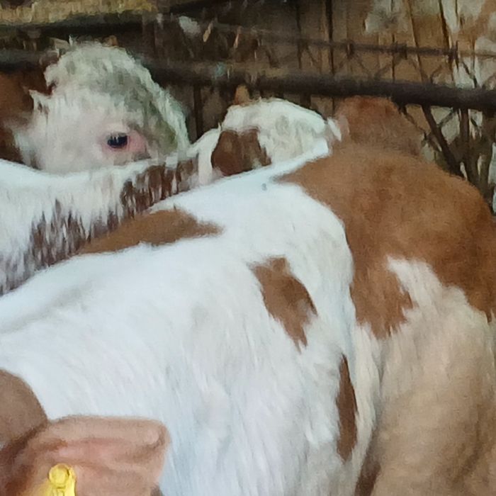 Vitei baltata românească si belgian