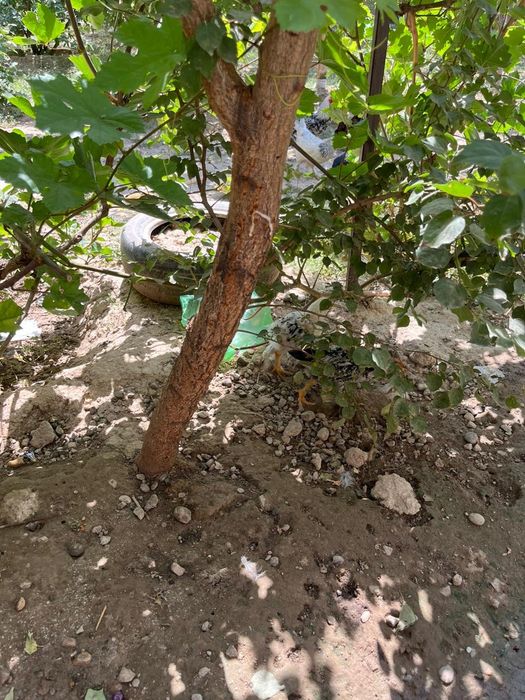 Балапан 1 айлық.