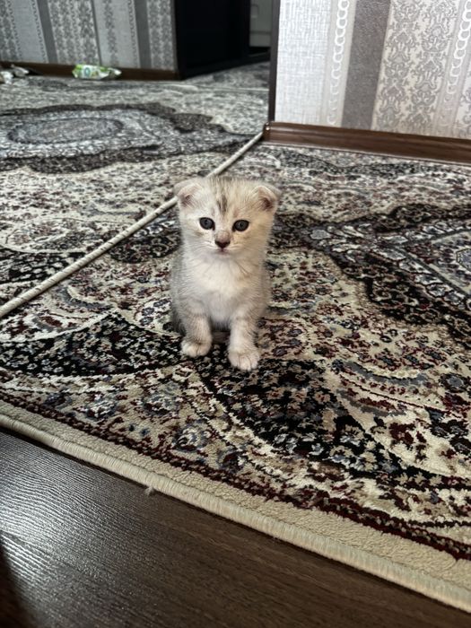 Котята породистые, мама скотиш страйт, папа серебристая шиншила.