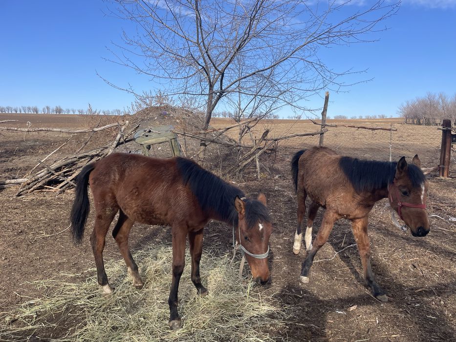 Жабағы,құлын,тай,ат,жылқы,жеребец,кобыла