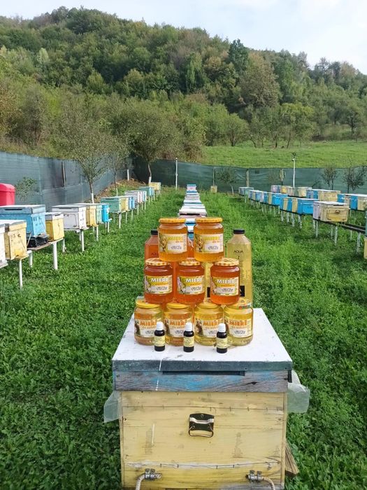 Miere de albine: Polifloră, Tei. Livrare la domiciliu!