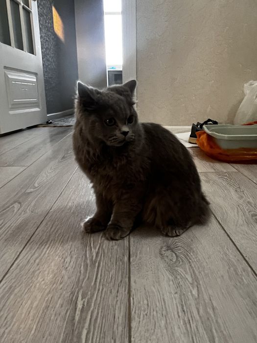 Кот Британская порода