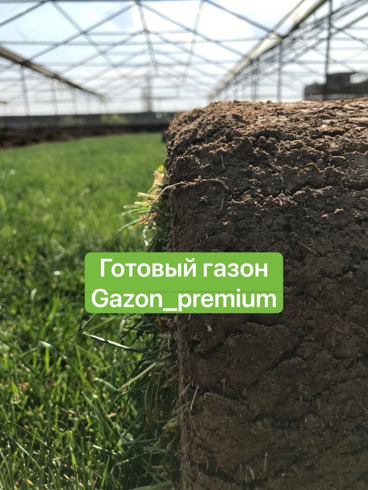 Газон готовый + доставка установка