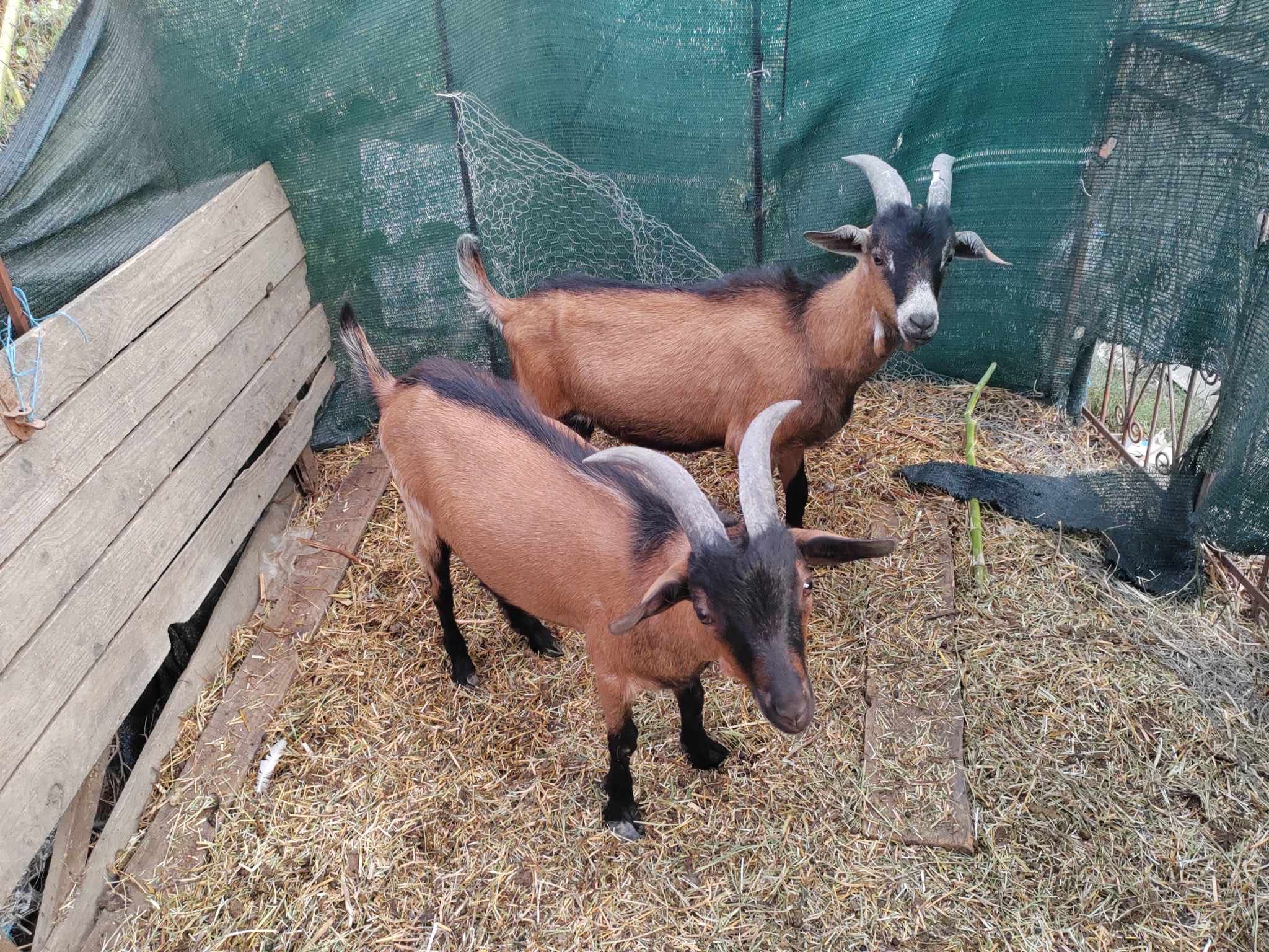 Țapi alpini francez 6 luni