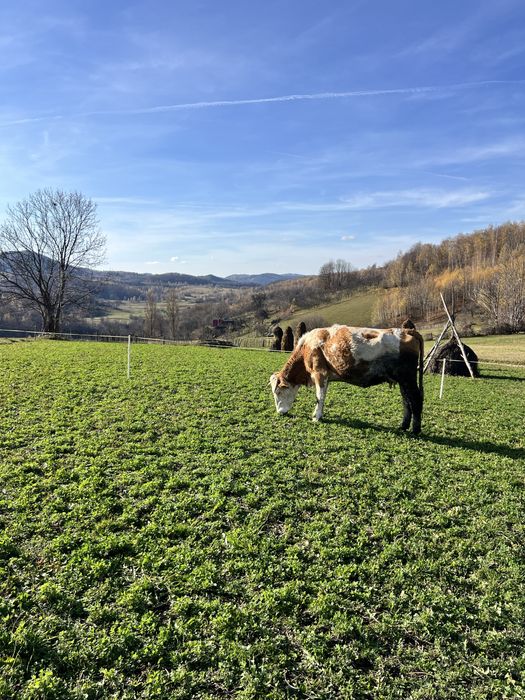 Vand juninca cu vitel se dau si separat