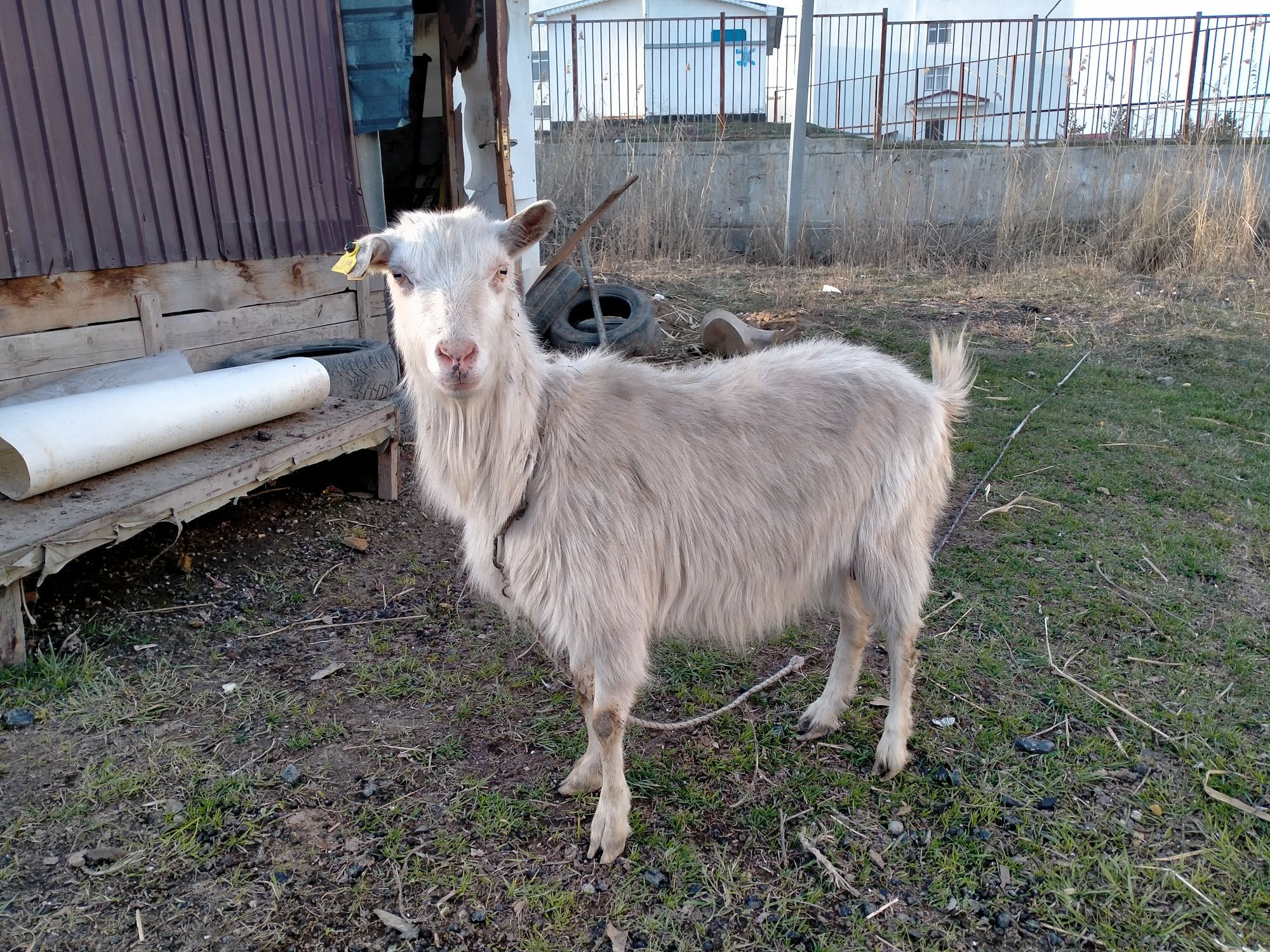 Заанески ешкілер