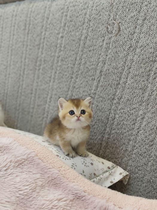 На продаже золотый шиншиллы