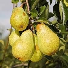 Pomi fructiferi clasici peri