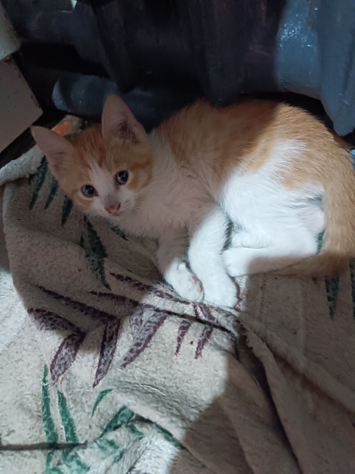 Котята кошки даром
