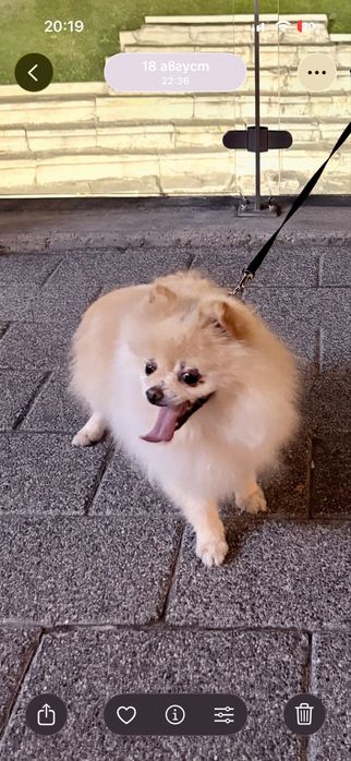 Продава се померан шпиц