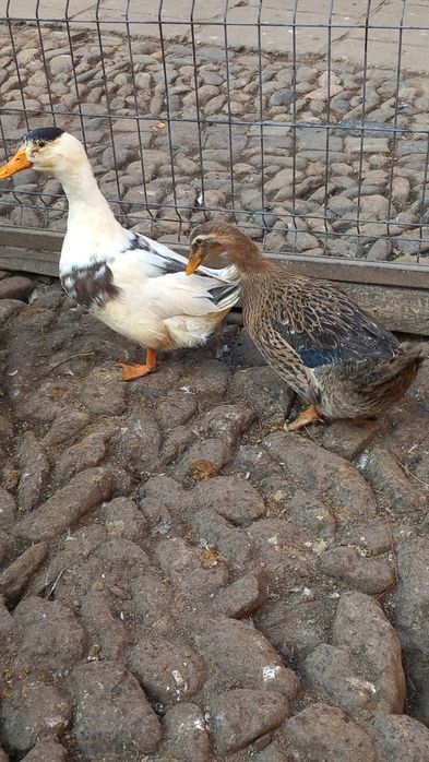 Vând o pereche de rațe,gâște și cocoși