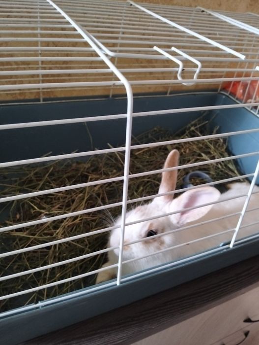 Продам кролик+клетка.